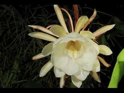 how to care for night blooming cereus