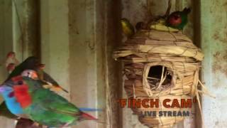 Finch Cam