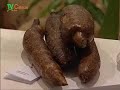 As Plantas na Primeira Globaliza��o