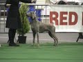 Allegro BOB BOG4th @ Hoogstraten '08