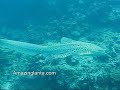 Leopard Shark