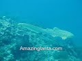 Leopard Shark