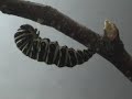 Black Swallowtail Butterfly into Chrysalis