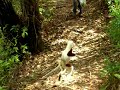 Sifaka in Madagascar