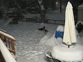 Shelties: Sedona & Mardi playing in the Omaha Blizzard