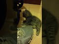 Click here to watch this video Kitten in the house