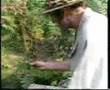 Mosquito Hunting - Monty python