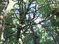 DriveAbout 109 - Redwood National Park, CA
