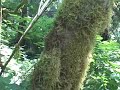 DriveAbout 109 - Redwood National Park, CA