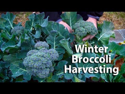 how to harvest fresh broccoli