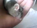 My mouse