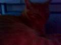 gatto rosso