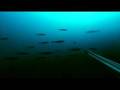 Spearfishing at Lofots, Norway Part 3