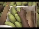 La filiere mangue en haiti
