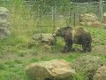 SF Zoo - Bears 1