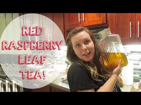 how to harvest raspberry leaves for tea