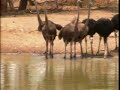 Ostriches escape Fatty attempt