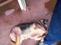 Bukavu Dog 1