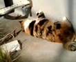 おどる猫