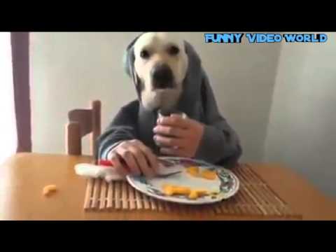 Menschlicher Hund / Human Dog