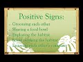 How to Conduct a Successful Monkey Socialization