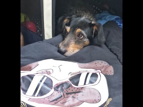 Billy (chow chow) do Desafio Pet vai para a casa de Alexandre Rossi e Estopinha
