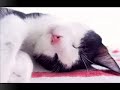 a mon amour de chat qui a rejoint son paradis. a ceux de mes amis qui ont bien voulu se laisser photographier, et � tous les amoureux des chats, cette galerie de portraits.

po�me de baudelaire
