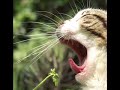 a mon amour de chat qui a rejoint son paradis. a ceux de mes amis qui ont bien voulu se laisser photographier, et � tous les amoureux des chats, cette galerie de portraits.

po�me de baudelaire

