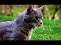 a mon amour de chat qui a rejoint son paradis. a ceux de mes amis qui ont bien voulu se laisser photographier, et � tous les amoureux des chats, cette galerie de portraits.

po�me de baudelaire
