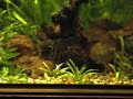 Aquarium 2008