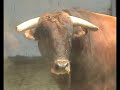 Toril de N�mes, Feria de N�mes 2006