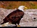 Cheticamp - Eagle Feast