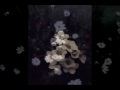Video screenshot