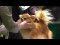 Group Judging (Toy) and Presentation - Crufts 2012