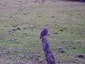 Athene cunicularia