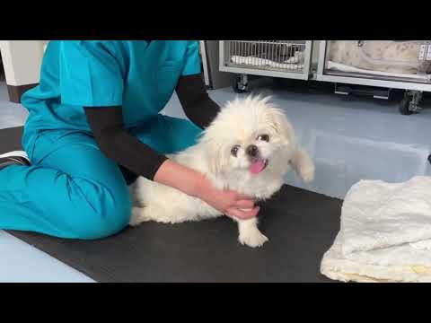 実際のリハビリテーションの様子（犬）
