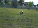 Boston Terriers Fetch