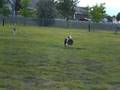 Boston Terriers Fetch