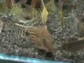 Angelfish & Corydoras