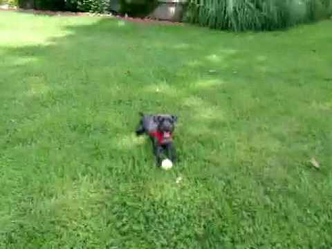 Louie is a wonderful Schnoodle!!