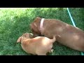 Rescued Pitbull Puppies Playing - PUPPIES ADOPTED!