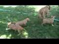 Rescued Pitbull Puppies Playing - PUPPIES ADOPTED!