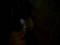 videos de Andrea