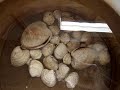 shellfish Lab Update shellfish Lab Update