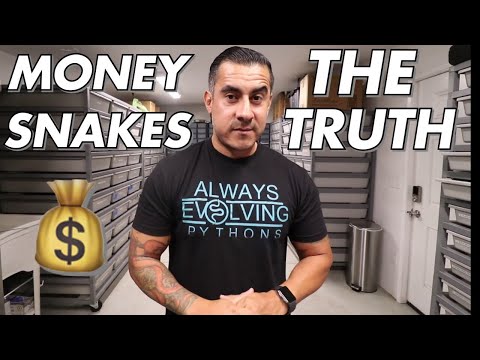 YouTube reptile video