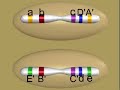 INVERSION HETEROZYGOTE