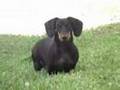 Dog Video Thumb