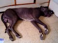 Great Dane Sleepwalking