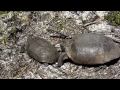 Gopher-Tortoise-Aggr