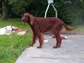 Setter Irlandais Vickie
